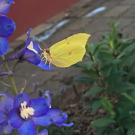 Schmeling Haus Apartament