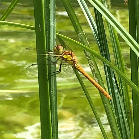 Apartament Schmeling Haus *