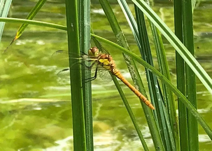 Appartement Schmeling Haus *